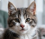 Gray kitten