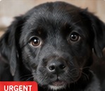 Black puppy
