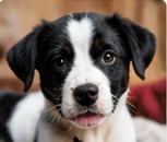Black and white puppy